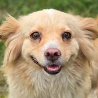 Zuckerschnute GOLDIE, Hündin zur Adoption