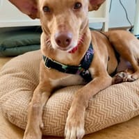 Lola, Herzenshündin in Berlin, Hündin zur Adoption