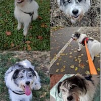 Tobi - backen wir uns einen Hund, Hund zur Adoption