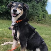 Perla, Hündin zur Adoption
