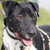 Ikem ein sportlicher Familienhund, Hund zur Adoption