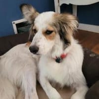 Sanfte Loly, ein Traumhund, Hündin zur Adoption