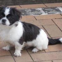 Barney in 47551 Bedburg-Hau !, Hund zur Adoption