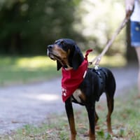 Liebevoller Jack sucht Dich, Hund zur Adoption