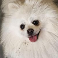 Maximus, Hund zur Adoption