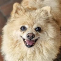 Pauline, Hündin zur Adoption