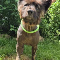 Strolch, Hund zur Adoption
