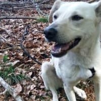 Viene, sanfte Seele sucht Körbchen, Hündin zur Adoption