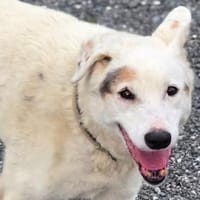 Super süße YAGY, Hündin zur Adoption