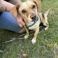 Mads, Hund zur Adoption