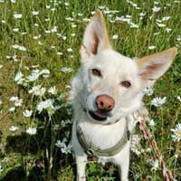 In 31737 auf Pflegestelle: DONNI, Hund zur Adoption