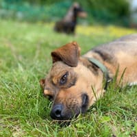 In 89604 auf Pflegestelle: KEN, Hund zur Adoption