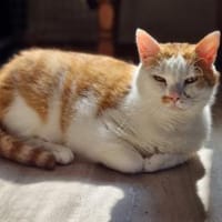 KENZO - geb. ca. 05/2020 - FIV positiv, Kater zur Adoption