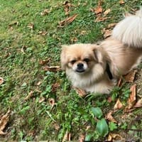 ❤Aufgepasst hier kommt Lili ❤, Hündin zur Adoption
