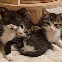 Josie, Jannik, Jakob, Kater zur Adoption