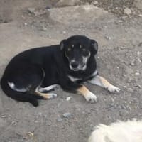 KAJA - bald in 50969 Köln, Hündin zur Adoption