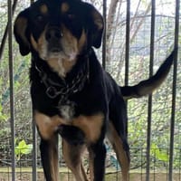 Dayo ein sensibler Herzeroberer, Hund zur Adoption