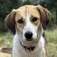 Henna, geb 05/24, 33142 Büren-Wewelsburg, Hündin zur Adoption