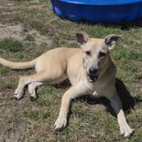 Ayla sucht Schmusekissen, Hündin zur Adoption