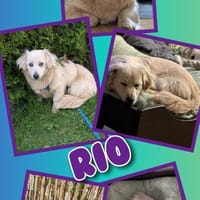 Rio - auf PS in 92278 Illschwang, Hund zur Adoption