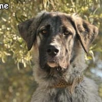 MAXIME, Hündin zur Adoption