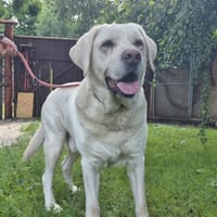 Hugo, Hund zur Adoption