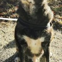 Carlos 55 cm (Pflegestelle), Hund zur Adoption