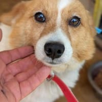 Camello, Hund zur Adoption