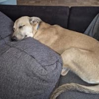 Alvik sucht Familie, Hündin zur Adoption