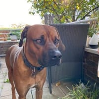 Themba sucht ein Zuhause, Hund zur Adoption