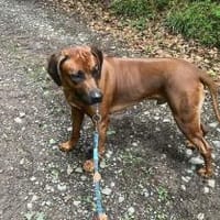 Cicco sucht sein Zuhause, Hund zur Adoption