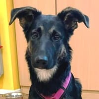 Zuckersüße EBBY, Hündin zur Adoption