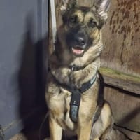 Freya - eine schöne Hündin, Hündin zur Adoption