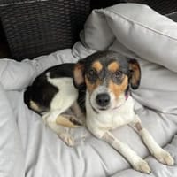 MIRA ❤ sucht ihr Für-immer-Zuhause, Hündin zur Adoption