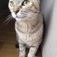 Zutrauliche Katze Alona, Katze zur Adoption