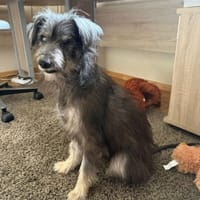 Hope, ängstliche Seniorin, 12J 86570, Hündin zur Adoption