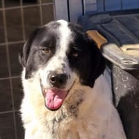 Mila, Hündin zur Adoption