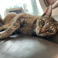 Kuschelmaus Kiwi sucht warmes Sofa, Katze zur Adoption