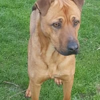 Toby  möchte so gerne nach Hause, Hund zur Adoption