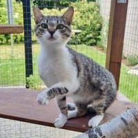 Nafsica, sanftes Katzenmädchen, 10M 6125, Katze zur Adoption