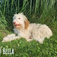 Bella wünscht sich fürsorgliche Menschen, Hündin zur Adoption