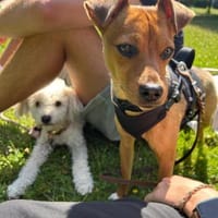 Csini, bezaubernde Junghündin, 7M 81679, Hündin zur Adoption