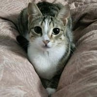 Isla, schüchternes Katzenmädchen,  1 J, Katze zur Adoption