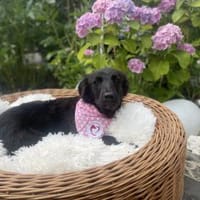 Marta ist in Deutschland, Hündin zur Adoption