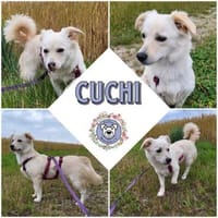CUCHI * verspieltes Hundekind, Hündin zur Adoption