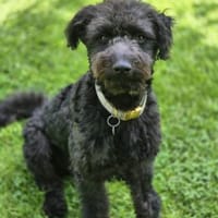Little Pepe, verspielter Clown, 6M 49326, Hund zur Adoption
