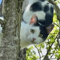 Dave, ruhiger Schmuser, 1 Jahr in 82054, Kater zur Adoption