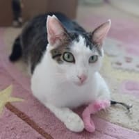 Leon, zurückhaltender Tiger, ca. 10 M, Kater zur Adoption