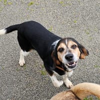 Cracotte, chienne à adopter