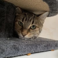 Amandine, chatte à adopter